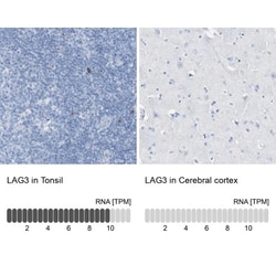 LAG-3 Antibody, Novus Biologicals 0.1mL; Unlabeled:Antibodies, Polyclonal